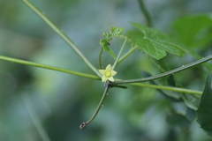 Mukia leiosperma